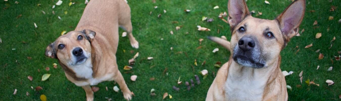 At understrege Final bladre Hundeloven forklaret | Få overblik over reglerne for